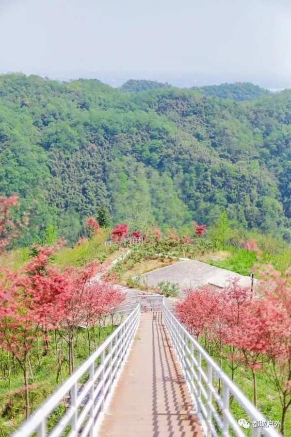 【周日*柒月麓山*各分部】9月22日周日,七月麓山竹林漫步,品柴火鸡