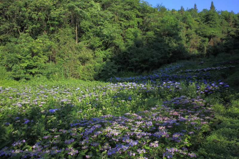 【週日*鹿野花塔】6月6日週日絕美山谷花海--千畝山谷,百畝繡球花海